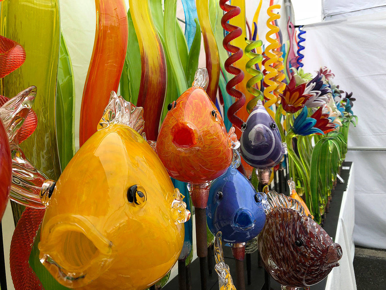 A school of glass fish are displayed in Rob Adamson’s tent at the Coupeville Arts and Crafts Festival Saturday. The Langley artist said hes been to about 50 festivals during his career and that the rain on Saturday didn’t faze him, although the wind the night before was concerning. Photo by Emily Gilbert/Whidbey News Group