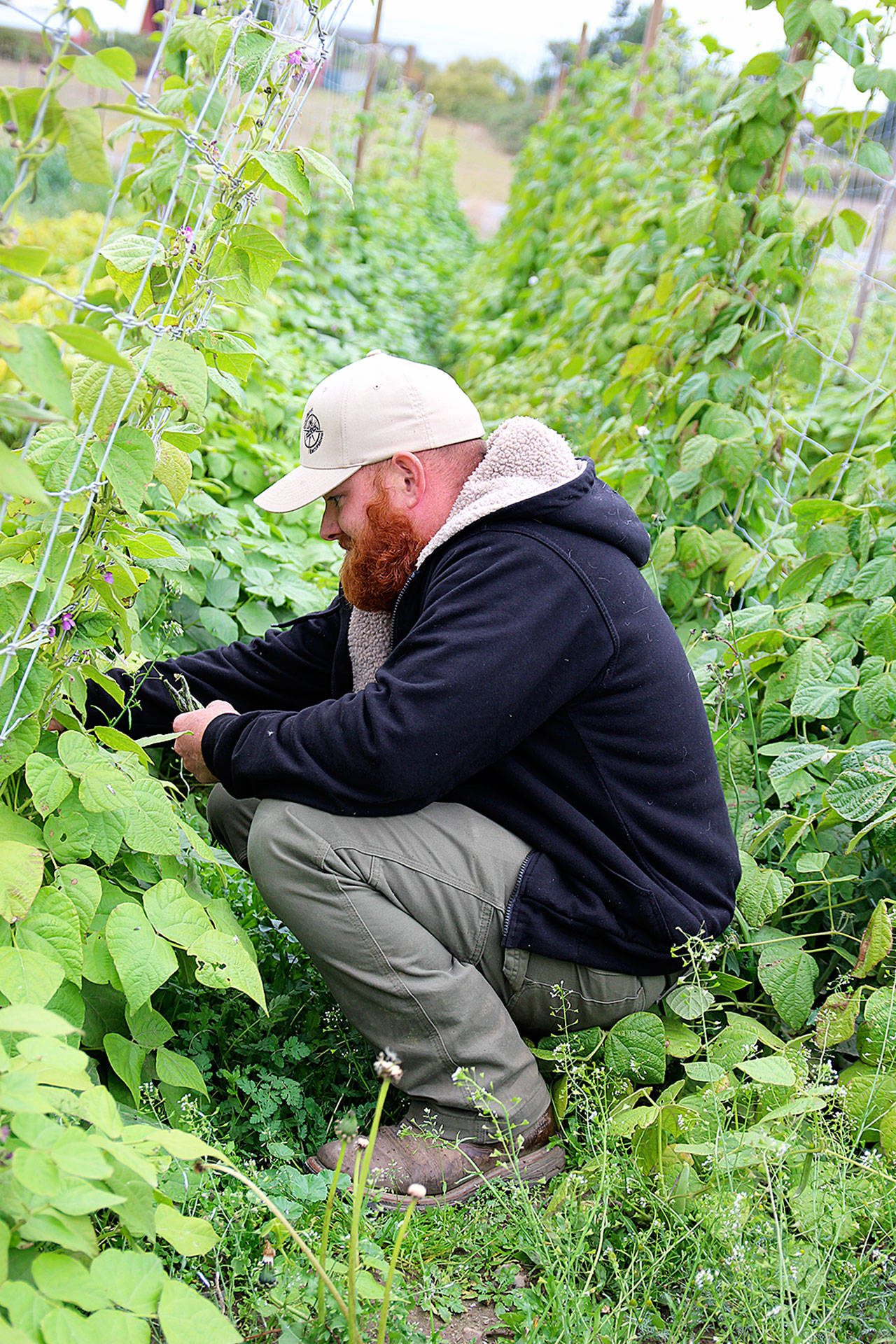 Kyle Flack, of Bell’s Farm, harvests some beans from the garden. The Farm’s produce will be featured at Langley and Coupeville farmers markets, the Harvest Faire, Sept. 30 at Greenbank Farm, and in dishes served at Christopher’s on Whidbey during Whidbey Island Grown Week, Sept. 28 to Oct. 7. Photo by Laura Guido/Whidbey News Group