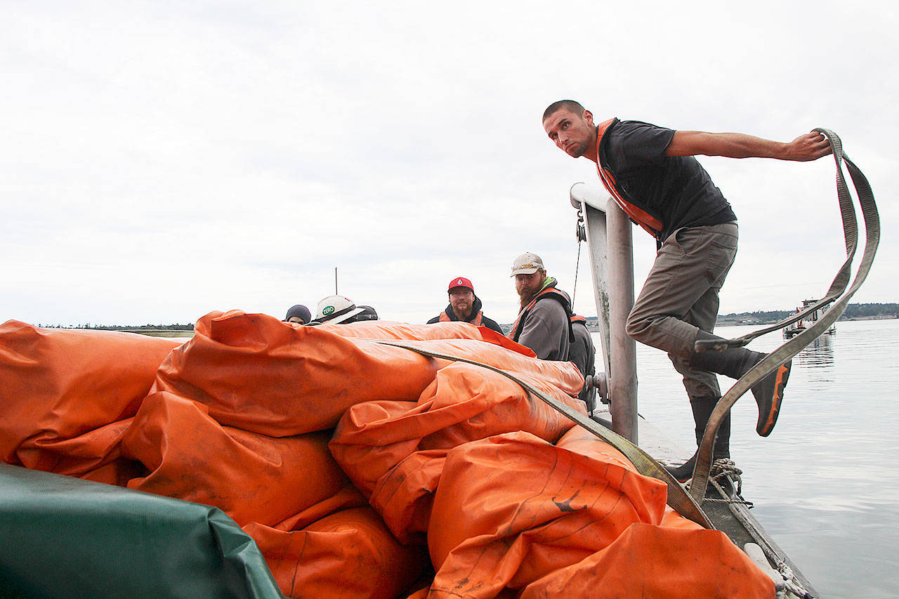 Penn Cove Shellfish employee Jeremiah Tumulty releases the straps holding an oil boom in place. Last Friday afternoon, 22 employees became certified to assist in an oil spill response. Photo by Laura Guido/Whidbey News-Times