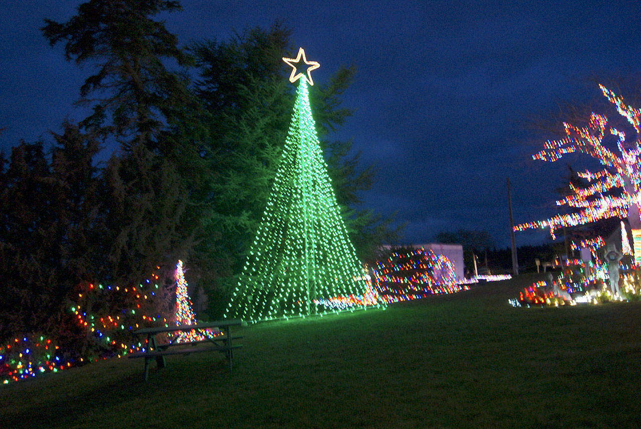 Photos by Maria Matson / Whidbey News Group.                                 The iconic tree of Coupeville was lit Saturday for the first time this year.
