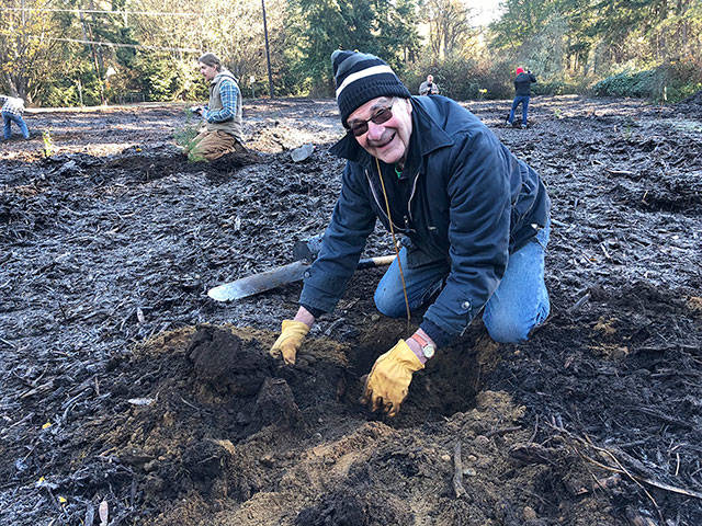 Photo by Ron Newberry.                                Community volunteer Dick Hall participates in a tree planting work party at the Whidbey Camano Land Trust’s Silliman Preserve on Nov. 17.