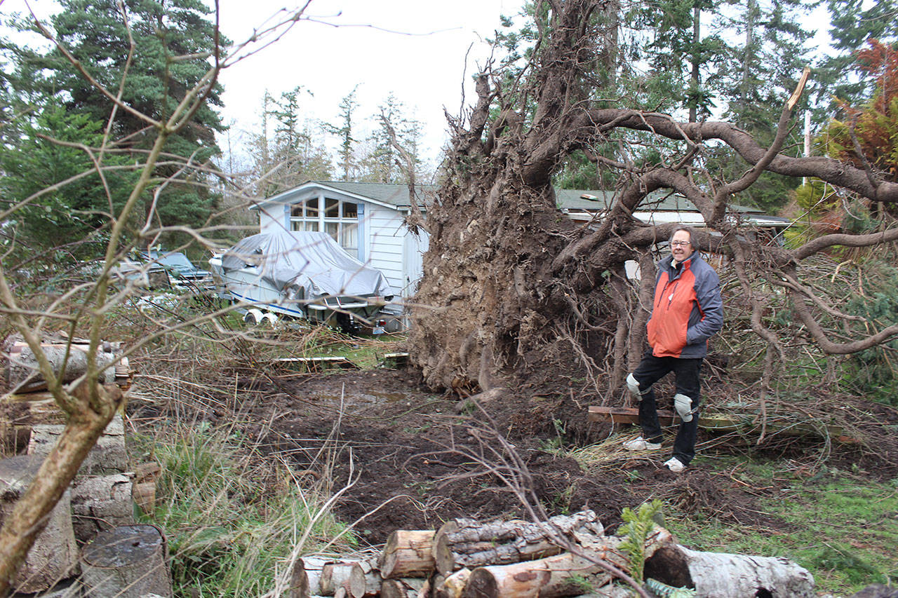 Photo by Patricia Guthrie/Whidbey News Group                                Dwight Williams stands next to a downed Douglas fir that once towered above his house. “If that tree had fallen the other way, it would have chopped my house in half,” he said.