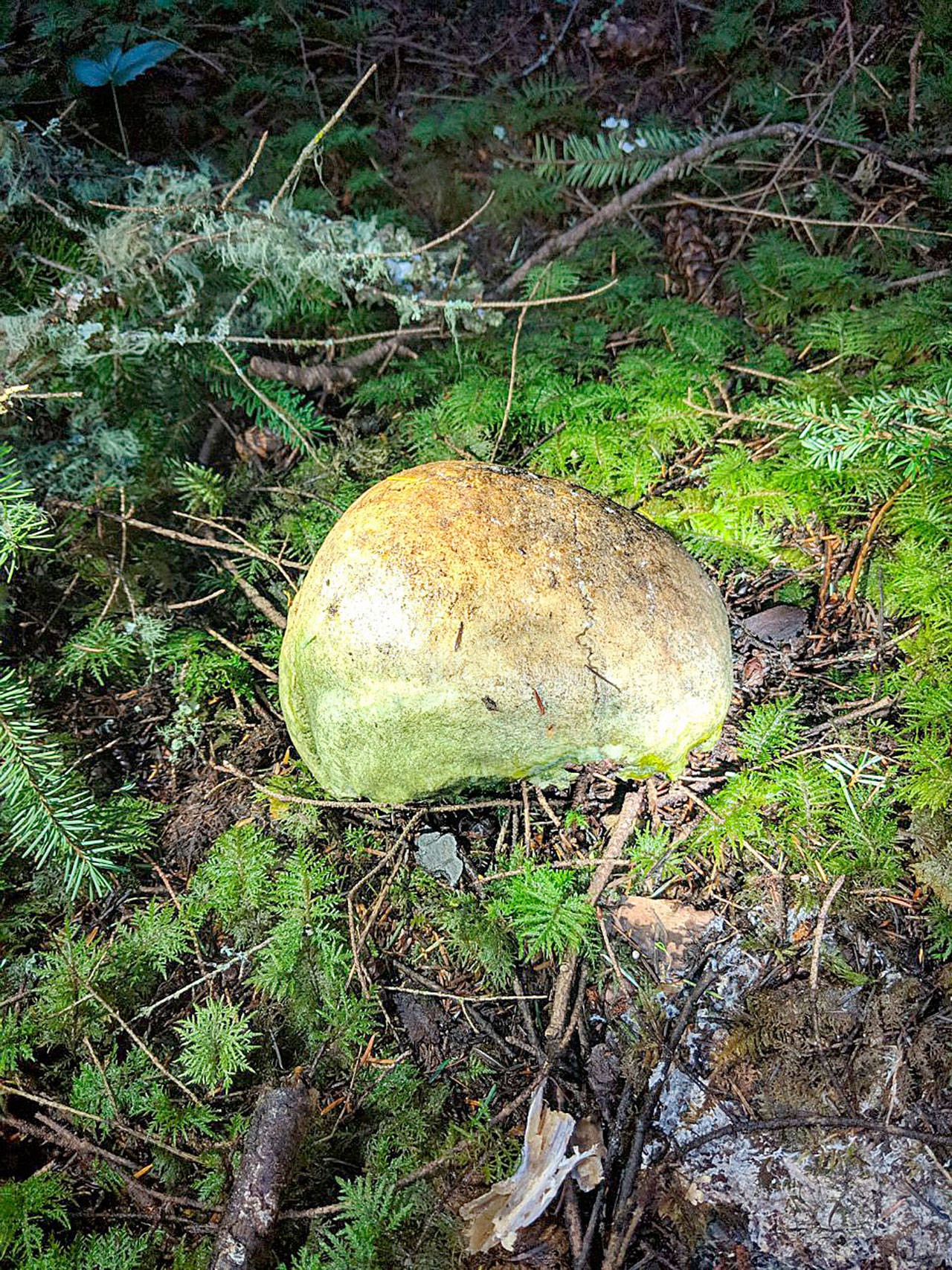 Photo submitted.                                Mushroom hunters found a partial skull in a woods on the north end of Whidbey Island on New Year’s Eve.