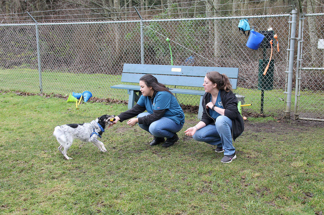 Photo by Jessie Stensland / Whidbey News-Times.                                Mikala Baday and Loren Taylor, animal care technicians at WAIF, play with a cattle dog-mix named Kiya at one of the shelter’s large play enclosures.