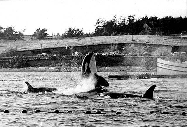 On Aug. 8, 1970, an estimated 100 orcas from the Southern Resident population were chased into Penn Cove and culled to be sold to marine parks around the world. Five died, seven juveniles were removed. Today the pod continues to suffer from more manmade assaults, such as overfishing and pollution. (1970 photo by Wally Funk/Whidbey News Times)