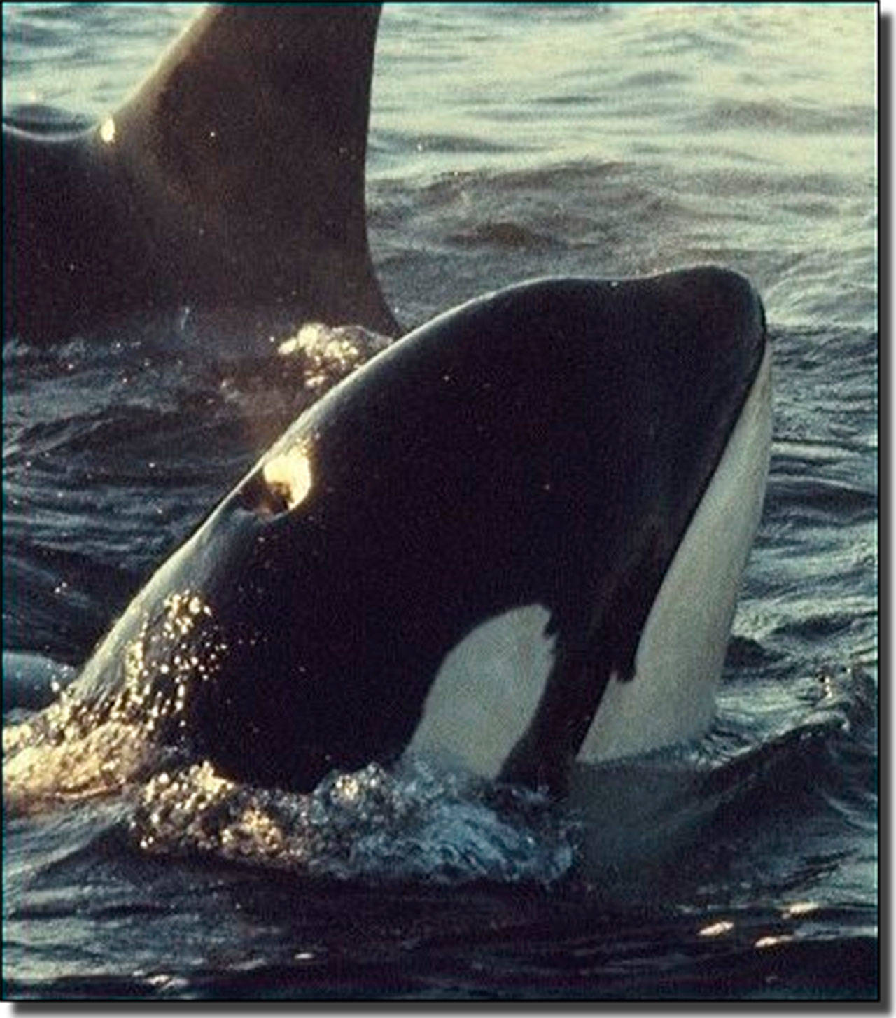 Lolita, also known as Tokitae, shown during her Penn Cove capture.