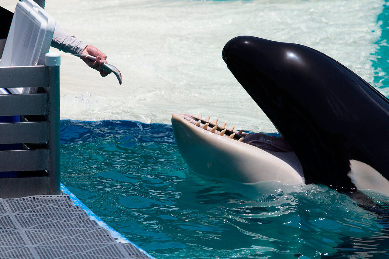 Lolita performs for food at Miami Seaquarium. (Photo by Ingrid N. Visser, Orca Research Trust)