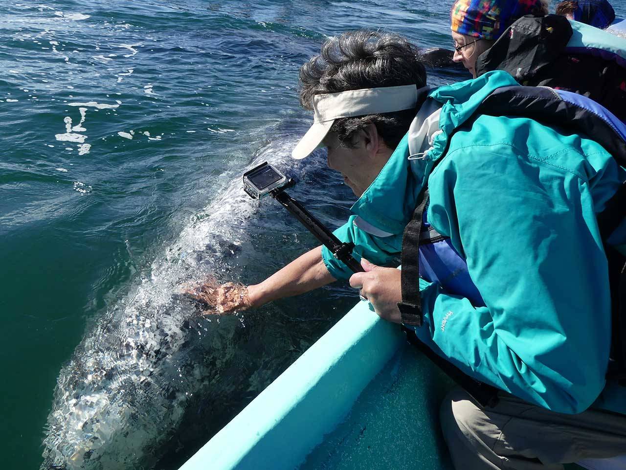 Lee Fritsch reaches out to touch a gray whale in San Ignacio Lagoon in Baja, Mexico. Called “Friendlies,” the curious whales are among a larger group that migrate to the southern waters from Alaska to birth in calm Pacific coast waters. (Photo by Susan Berta, Orca Network)