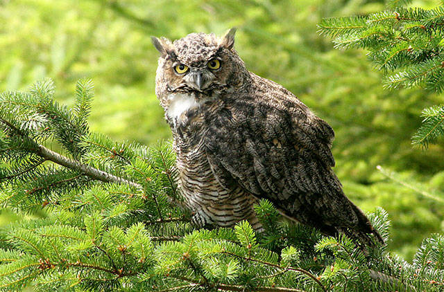 A Great Horned Owl taken at Saratoga Woods on South Whidbey appears in the 2019 Whidbey Camano Land Trust calendar. (Photo by Jan Nickman)