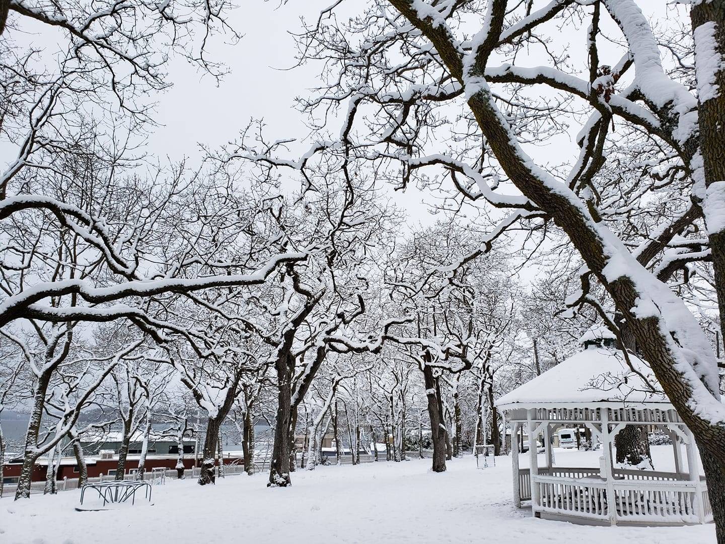 The grand Garry oaks at Smith Park look even more majestic with snow-covered branches. Photo by Wilma Vernon LeDuc.