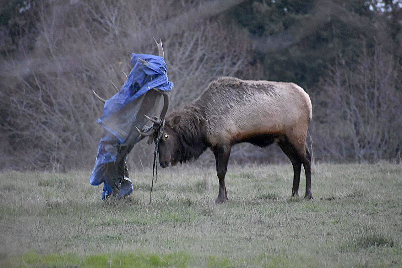 Lindsey George captured this photo of Bruiser, Whidbey Island’s lone elk, with a tarp tangled in his antlers. (Photo by Lindsey George)