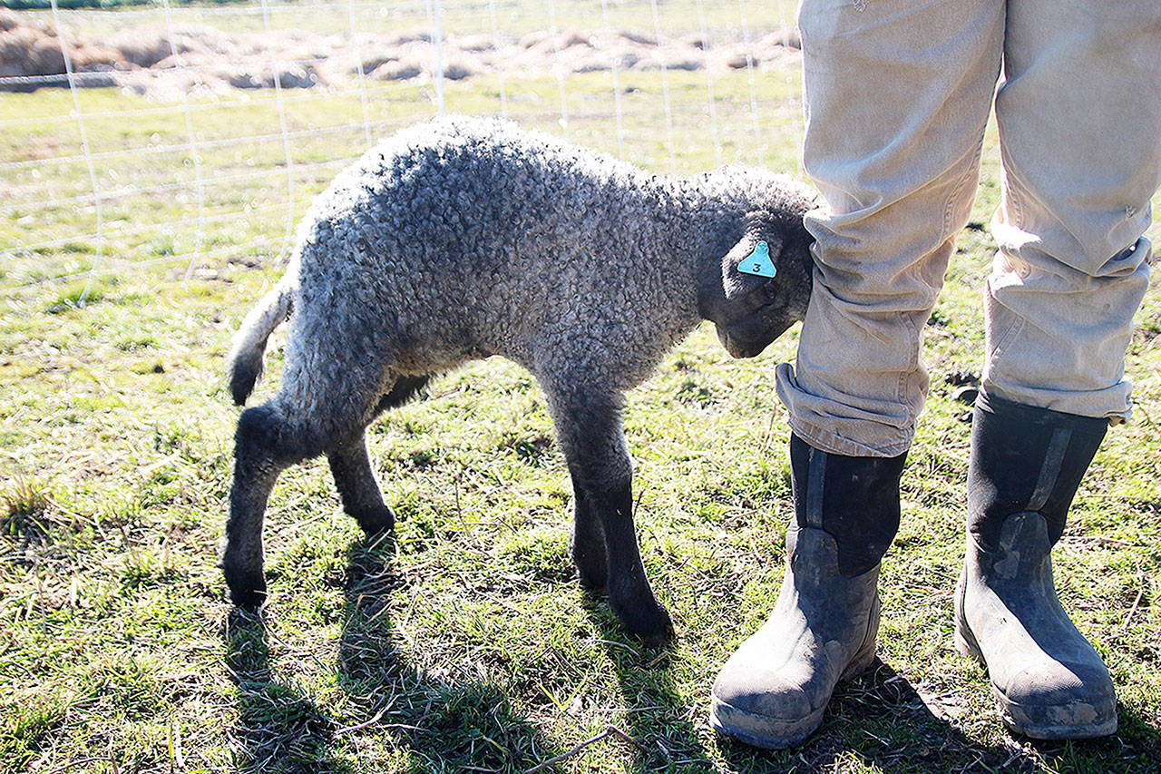 A lamb playfully nudges Kyle Flack at Bell’s Farm. (Photos by Laura Guido/Whidbey News-Times)