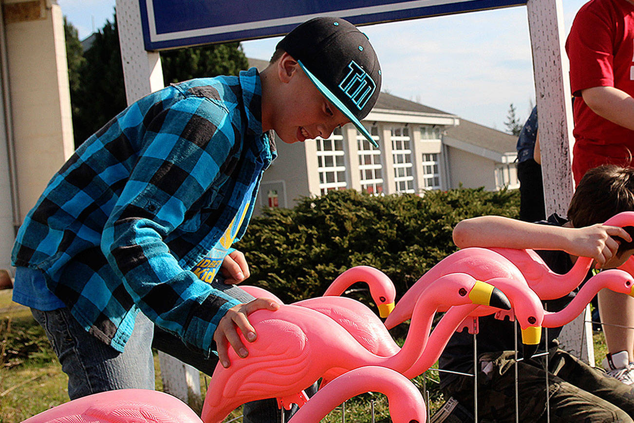 Beware the flamingos