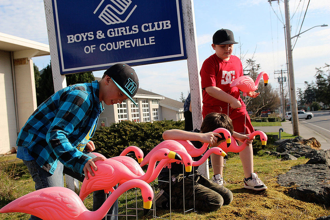 Sage Arends (left) and Dillin Kistner place pink flamingos on the Coupeville Boys & Girls club’s lawn. These flamingos will grace the yards of unsuspecting “victims” as part of the club’s new fundraiser.                                (Photos by Maria Matson/Whidbey News Group)
