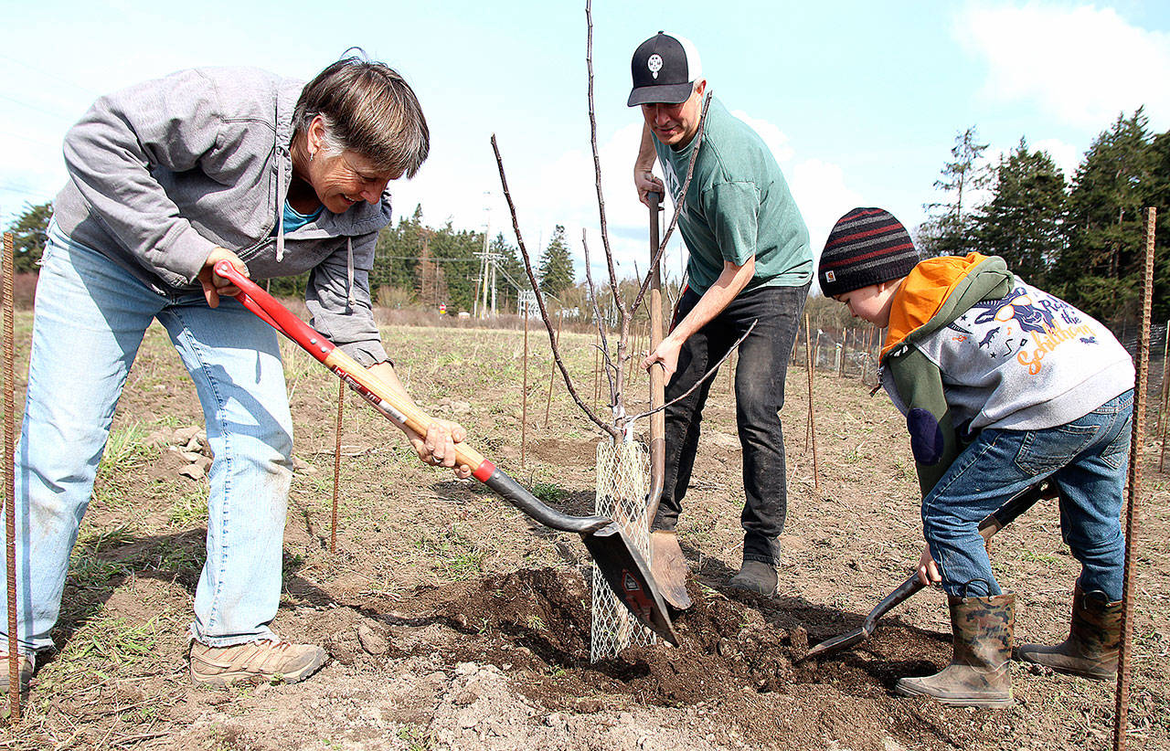 Coupeville Farm to School board member Anne Harvey, Superintendent Steve King and first grader Henry Purdue plant a tree in the Farm to School program’s new orchard. Photo by Laura Guido/Whidbey News-Times