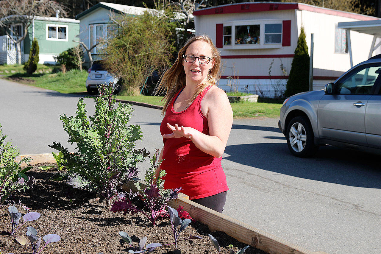 Wagon Wheel Mobile Home park resident Mary Linn looks at her new plants, which she said she won’t be able to water. The park’s well, serving more than 70 residents, went dry. Water is trucked to the park while city and county officials look for solutions to avoid the loss of affordable housing. Photo by Laura Guido/Whidbey News-Times