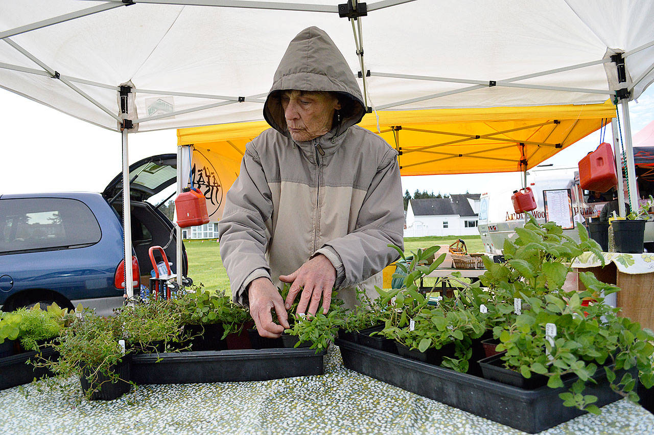 Caroline Gardner of Fennel Forest Farm arranges her plant starters Saturday at the Coupeville Farmers Market. Photo by Laura Guido/Whidbey News Group