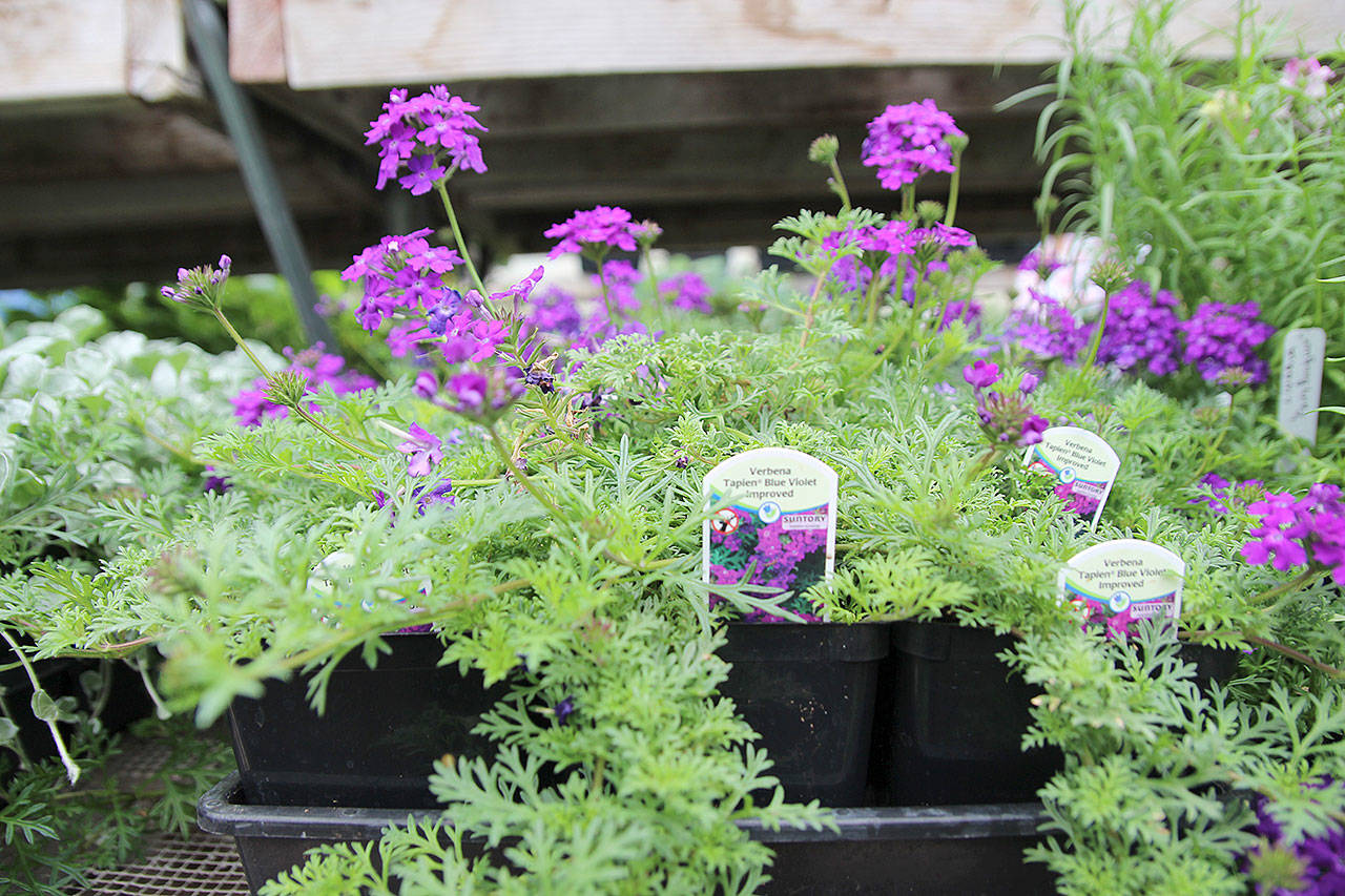 garden events on Whidbey Island offer variety Whidbey NewsTimes