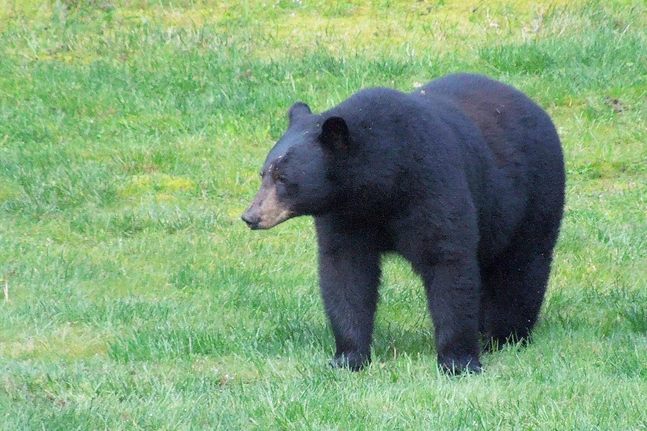 ‘Wandering bear’ spotted on Whidbey