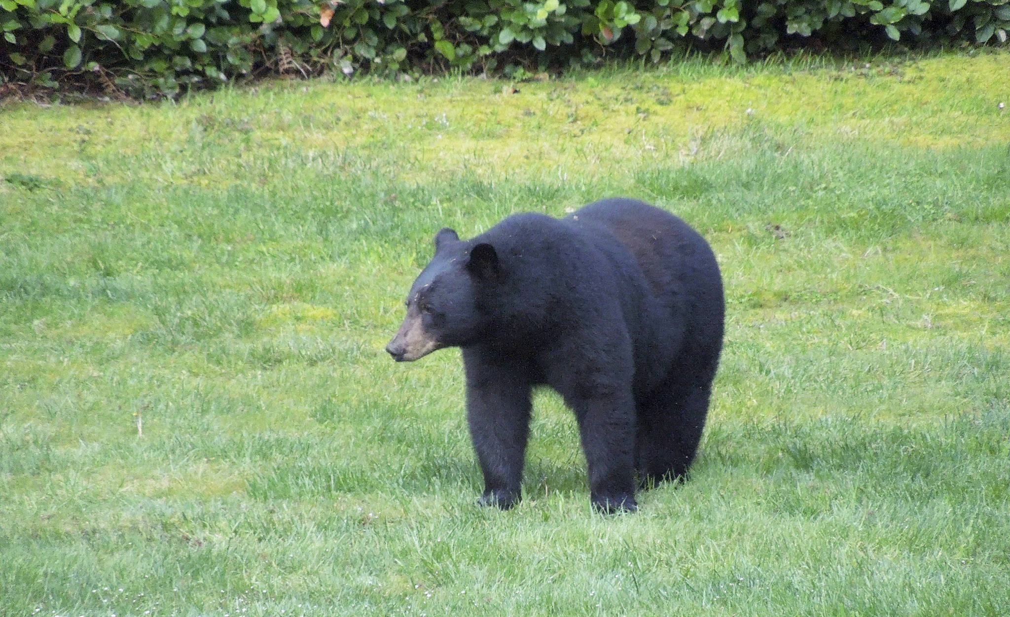 Photo provided by Glenn Hoffman                                A Coupeville resident saw a ‘wandering’ American black bear in his backyard Tuesday morning near the Kettles Recreation Area. It’s the first confirmed bear sighting on Whidbey Island in decades.