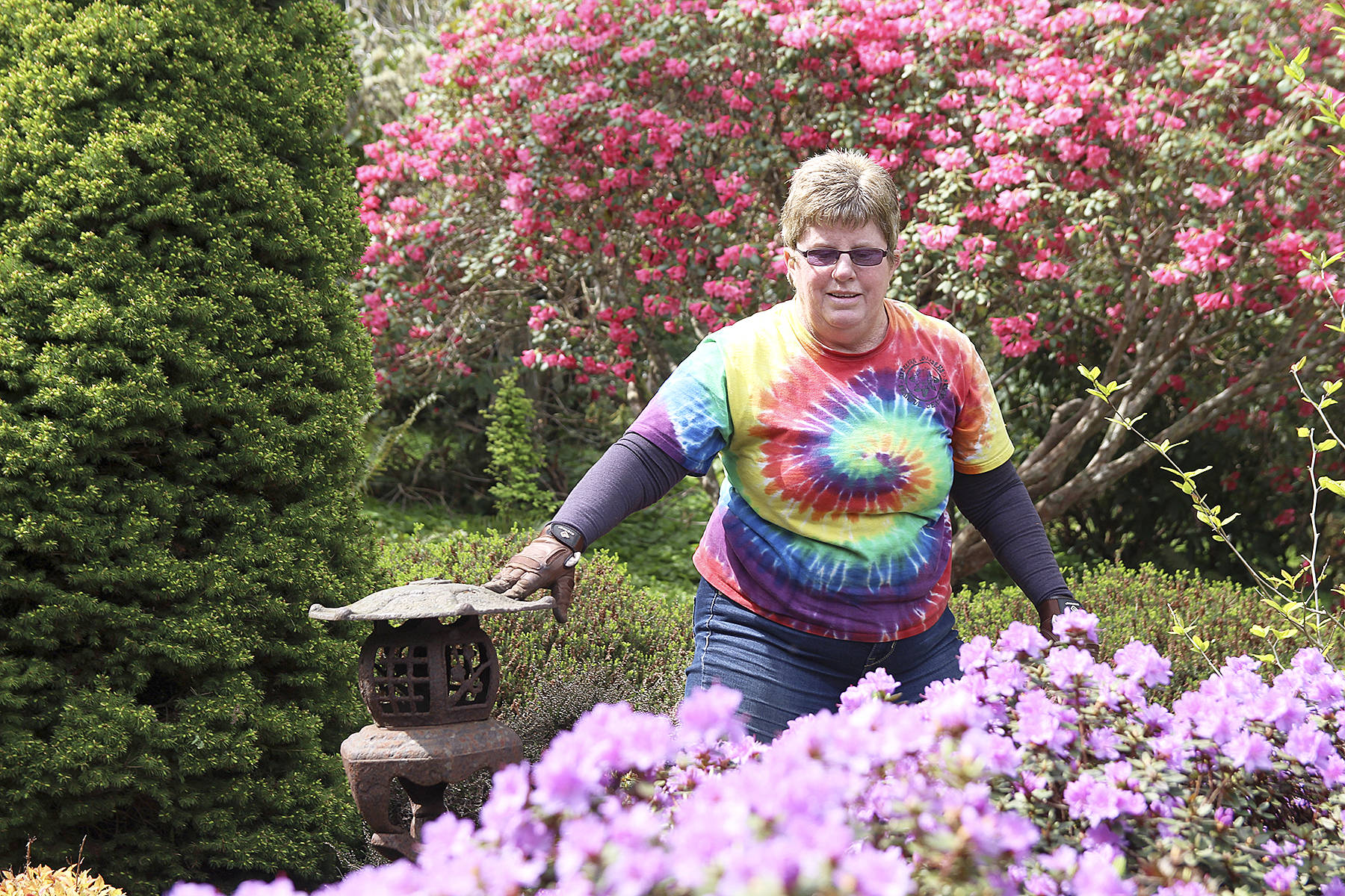 Volunteer Cheri Anderson admires a rhododendron impeditum. (Photos by Laura Guido/Whidbey News Group)