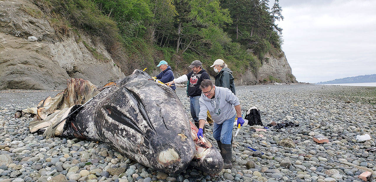 (Photo provided by Jill Hein)                                From front, members of the Central Puget Sound Marine Mammal Stranding Network Mitch Incarnato, Janet Stein, Matt Klope and Garry Heinrich retrieve parts of a deceased gray whale to be used for education.