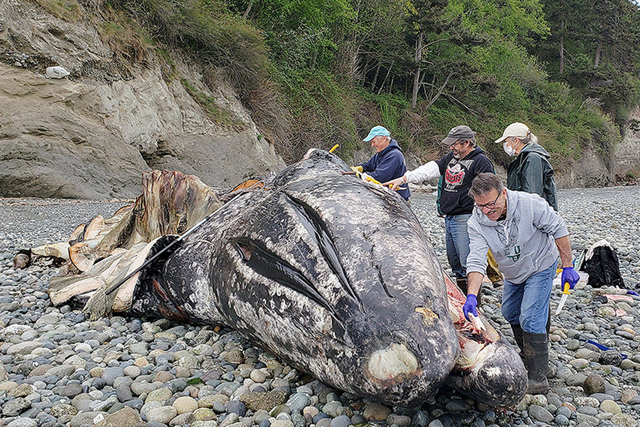 Whale dumped on beach raises smelly questions