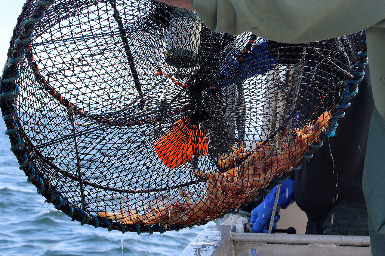 Limits for spot shrimp are 80 prawns per person per day. Last year, the average haul per boat weighed in at about 16 pounds. (Photo by Patricia Guthrie/Whidbey News Group)