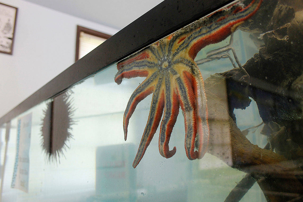 The Sea Lab marine biology teaching facility features a variety of freshly captured sea creatures, including star fish. They will be released back into the wild eventually, and next year’s open house will feature new marine life, harvested carefully by divers. (Photo by Maria Matson/Whidbey News-Times)