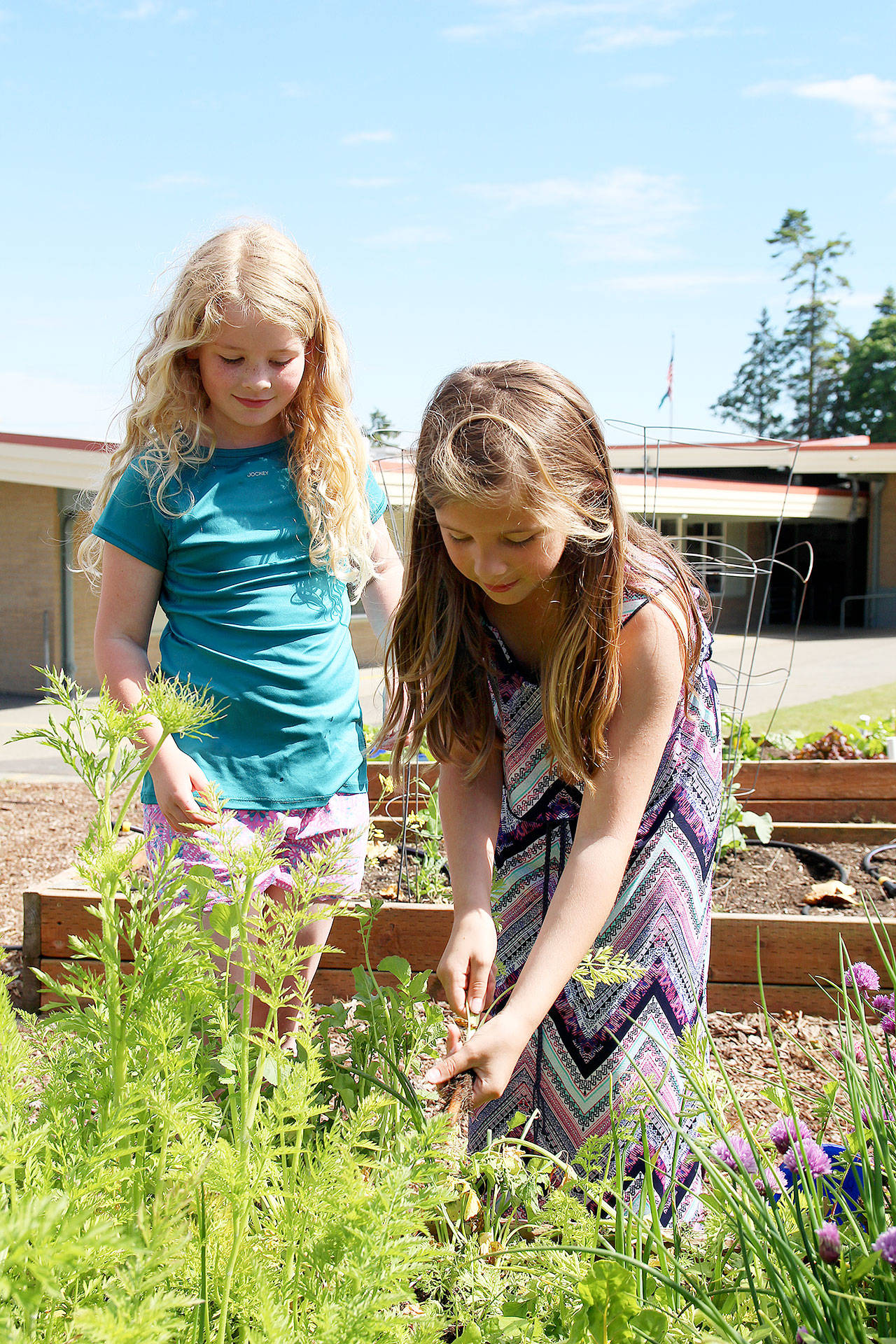Photo by Laura Guido/Whidbey News-Times                                First-grader Piper George and third-grader Samantha Hickam admire the carrots grown in Broad View Elementary’s garden. The schools Green Team was recently recognized by the Environmental Protection Agency for its sustainability efforts.