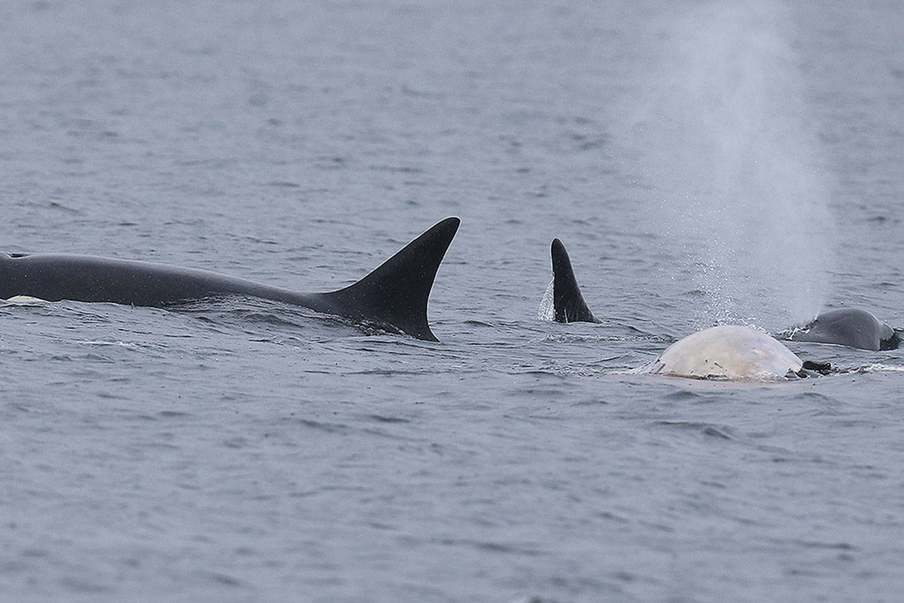 Whale-on-whale attack called ‘unusual’ for Whidbey Island waters