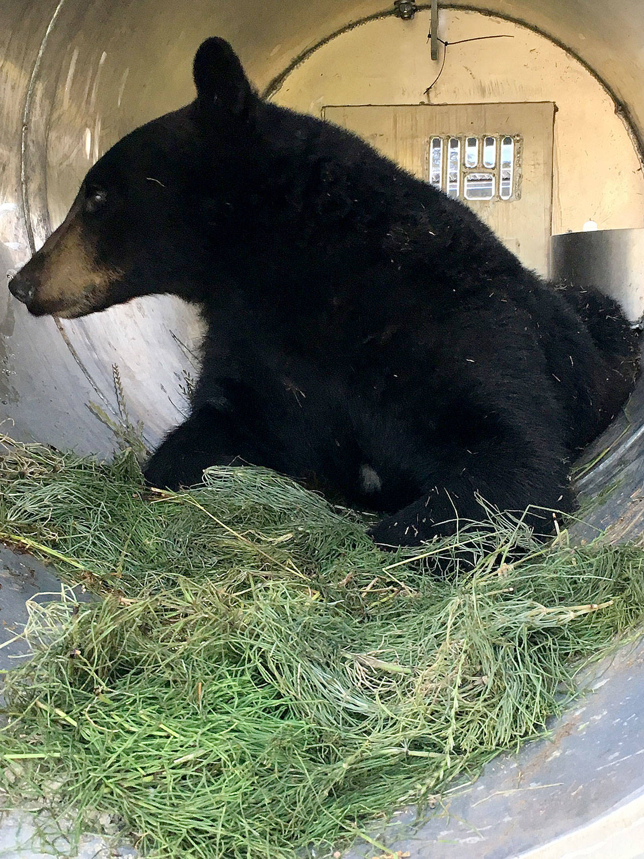 A bear that visited Whidbey before swimming to eight San Juan islands was captured and returned to the wilderness. Fish and Wildlife photo