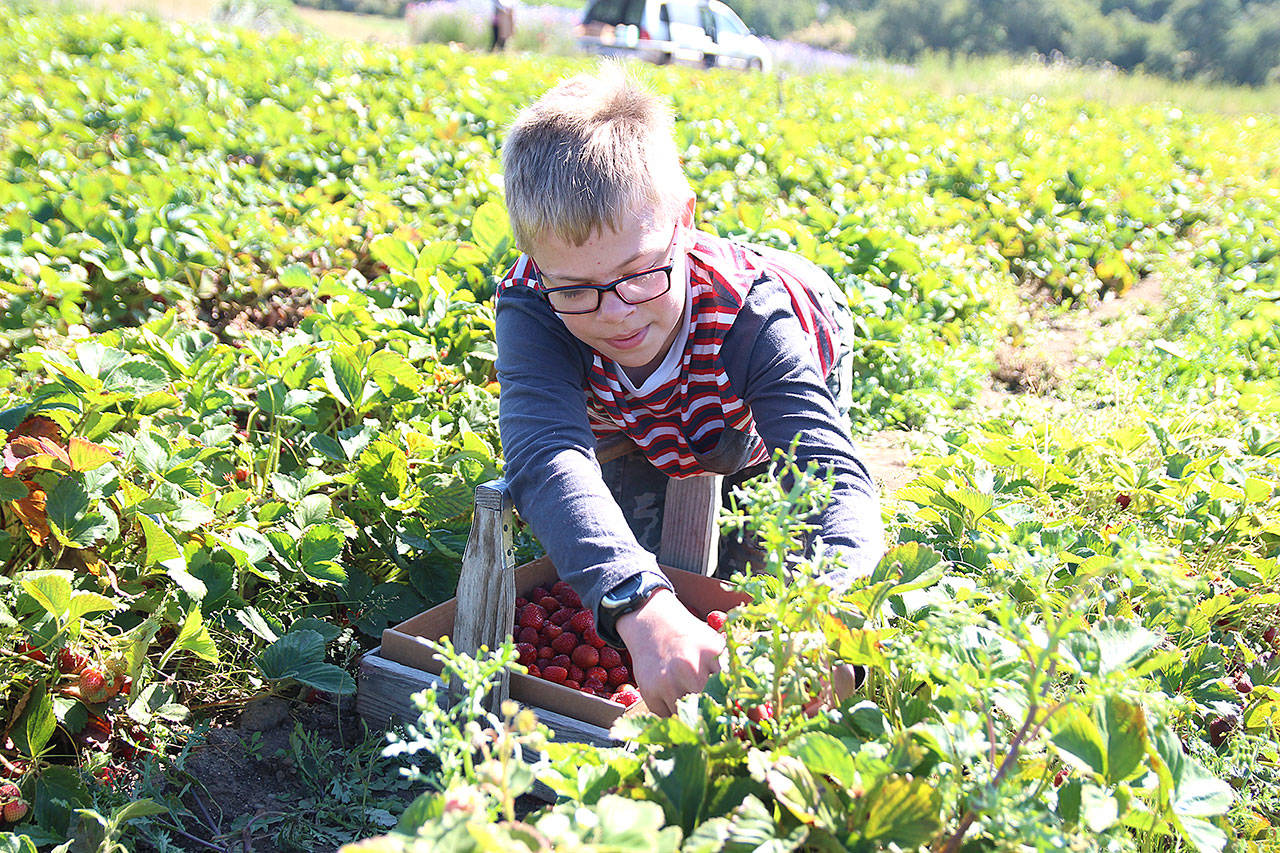 Photo by Laura Guido/Whidbey News-Times                                Ethan Brady, 12, harvests strawberries at Bell’s Farm in Coupeville. The farm is hosting its third annual Strawberry Daze festival on Saturday and Sunday.