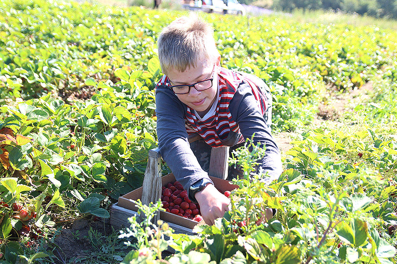 Bell’s Farm holds celebration of a berry good crop