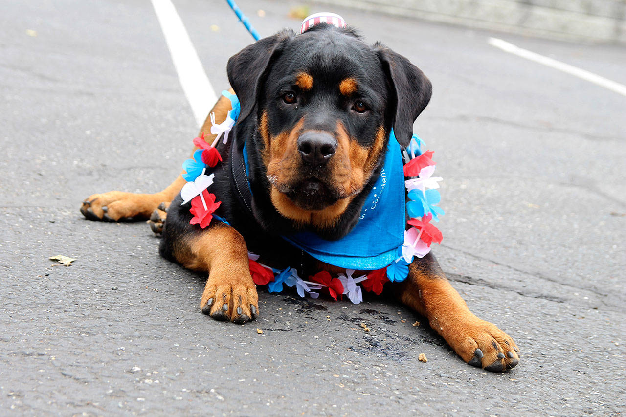 American spirit was on display in many forms Thursday, including on Lucifer the Rottweiler who showed off his red, white and blue.