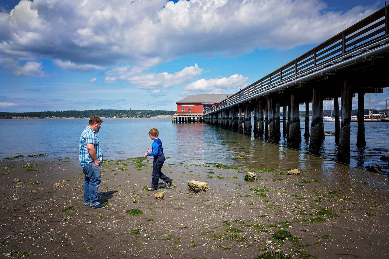 Beachcombers search for crabs under rocks at the Coupeville Wharf, which is slated to undergo restorations. Photo courtesy of Pamela Davis Headridge