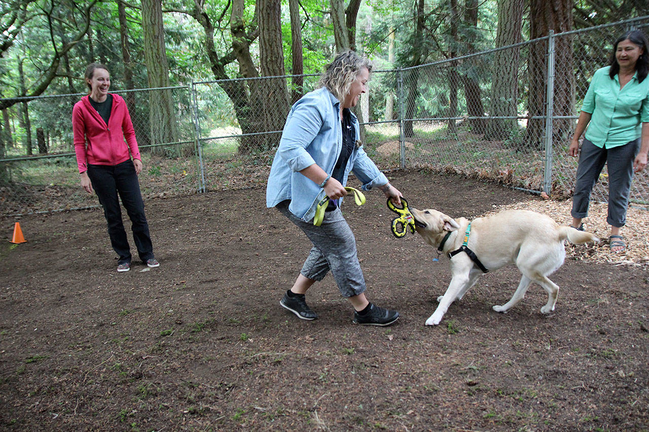 Puppy raiser Lauri Martin and service-dog-in-training Chief practice good behavior skills during the Puppy Olympics Kennel Run. Chief has some fun with the toy, prompting laughs from Martin and trainer Lindy Langum, who timed the first Olympic event at the volunteer appreciation picnic. (Photo by Maria Matson/Whidbey News-Times)
