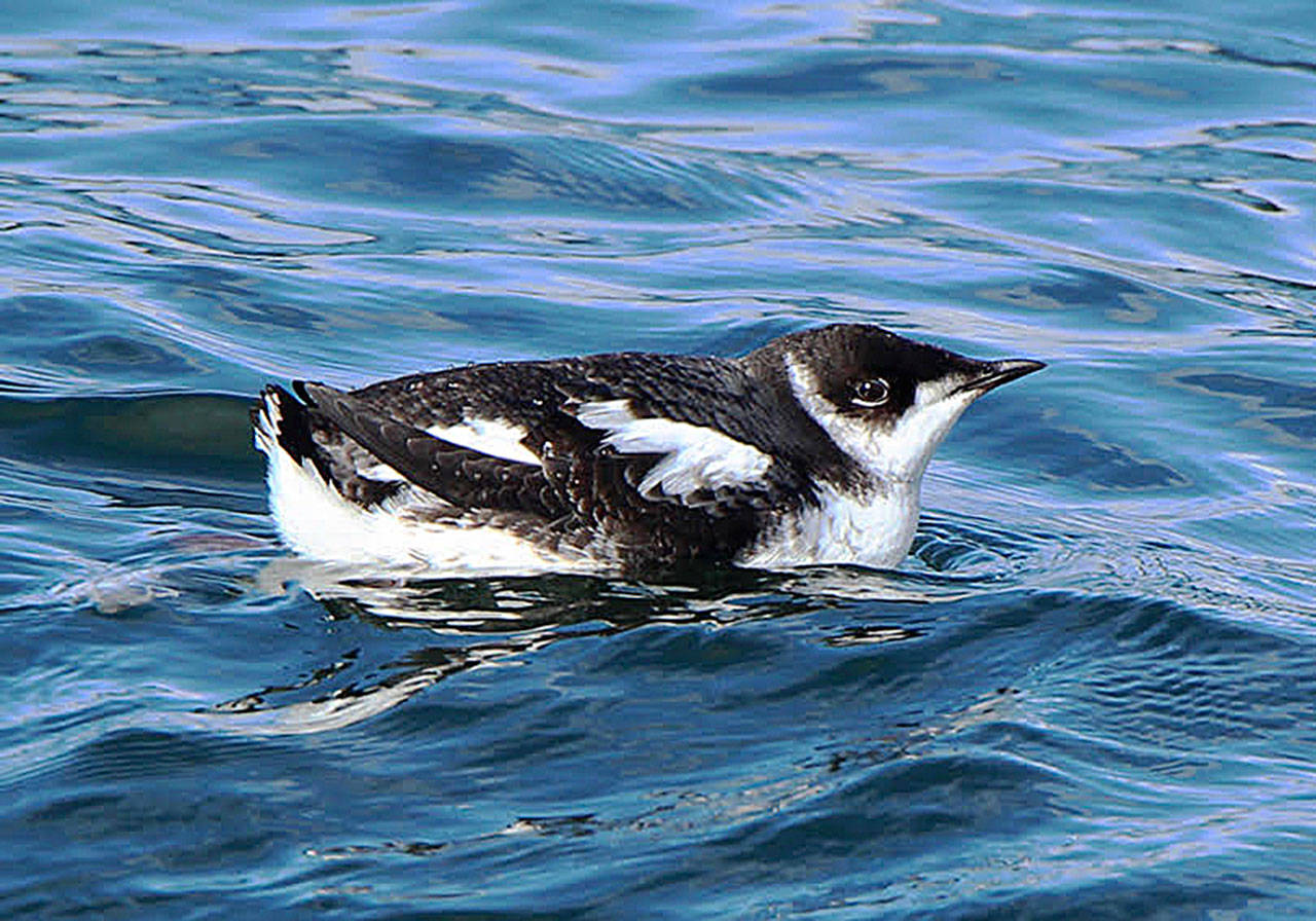 Photo by Govinda Rosling                                A marbled murrelet floats in the water near the Langley marina.
