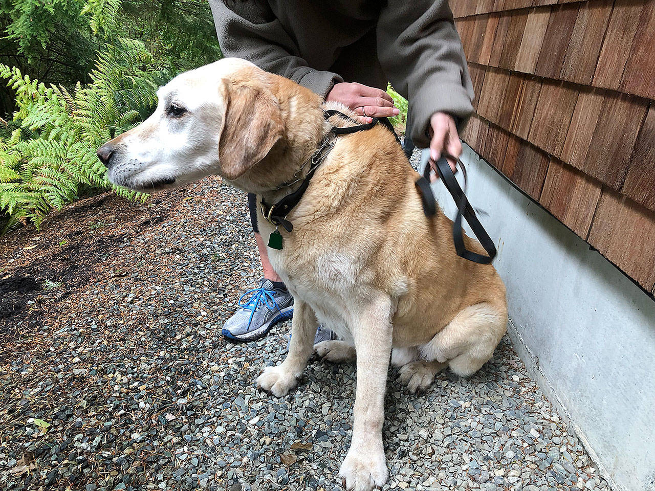 Gus the Labrador got some help from Central Whidbey Island Fire and Rescue Saturday afternoon after getting stuck on a steep bluff. Photo provided