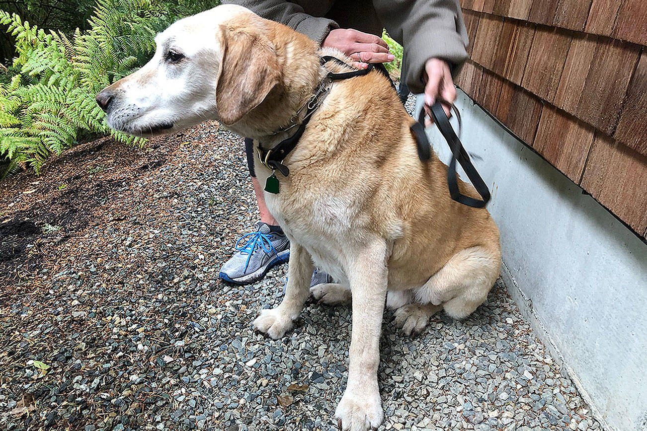 Central Whidbey firefighters retrieve dog stuck on a bluff