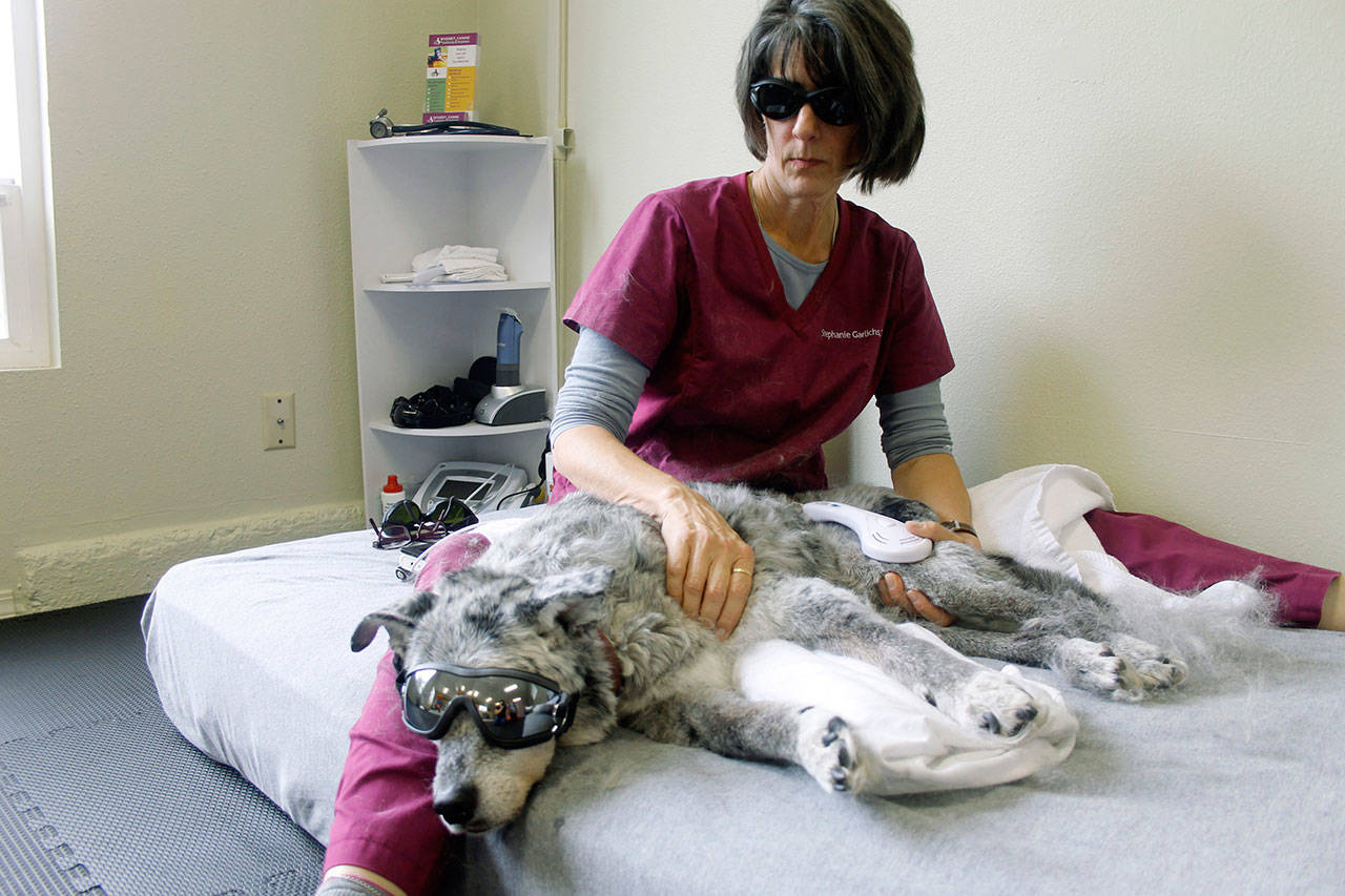 Coupeville veterinarian Stephanie Garlichs performs laser therapy on Doppler the dog. Photo by Maria Matson/Whidbey News-Times