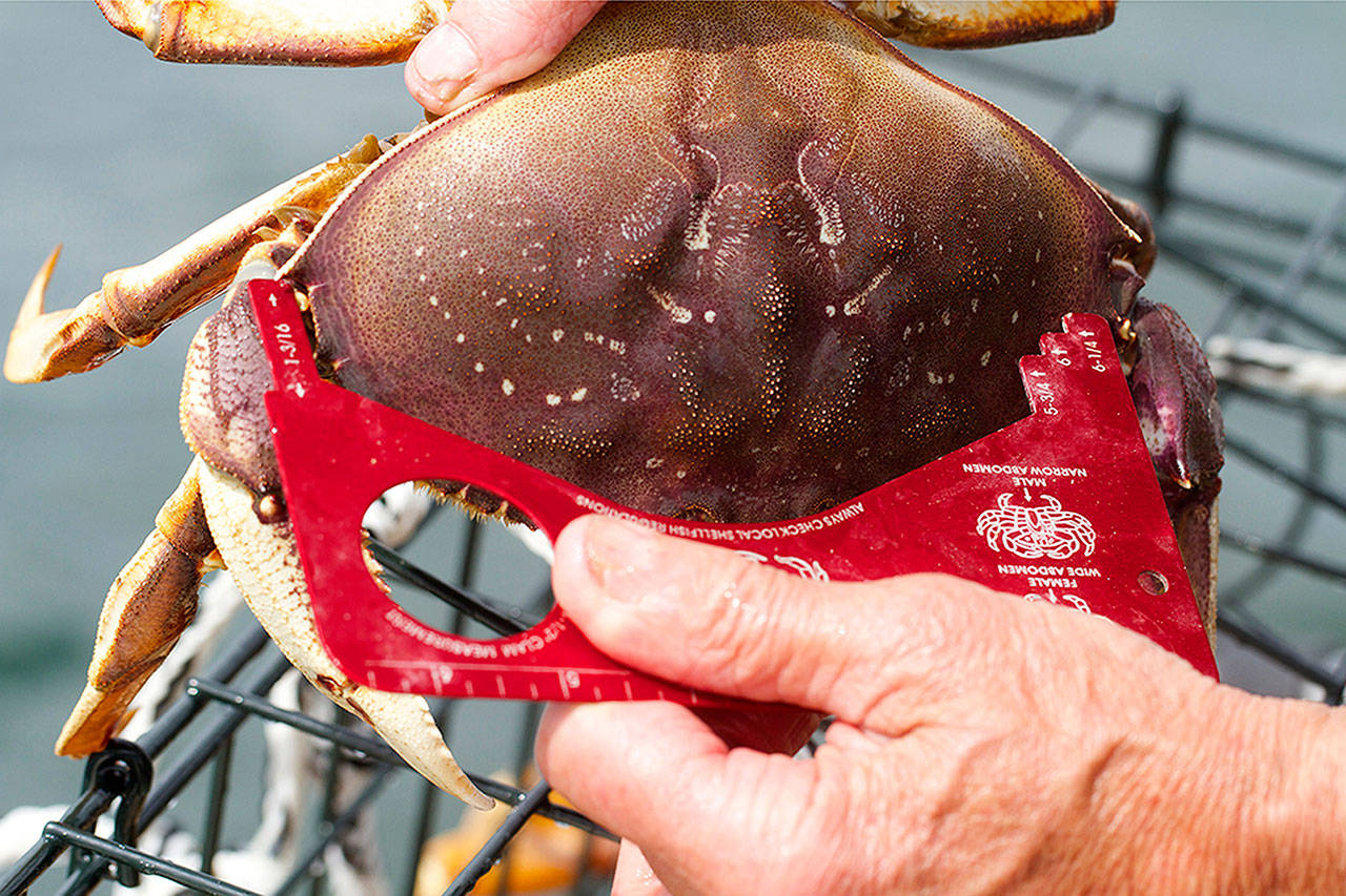 Crabbers can keep only hard shell and male Dungeness crab that are at least 6.25 inches wide at the carapace. Photo by Mike Benbow/ Everett Herald
