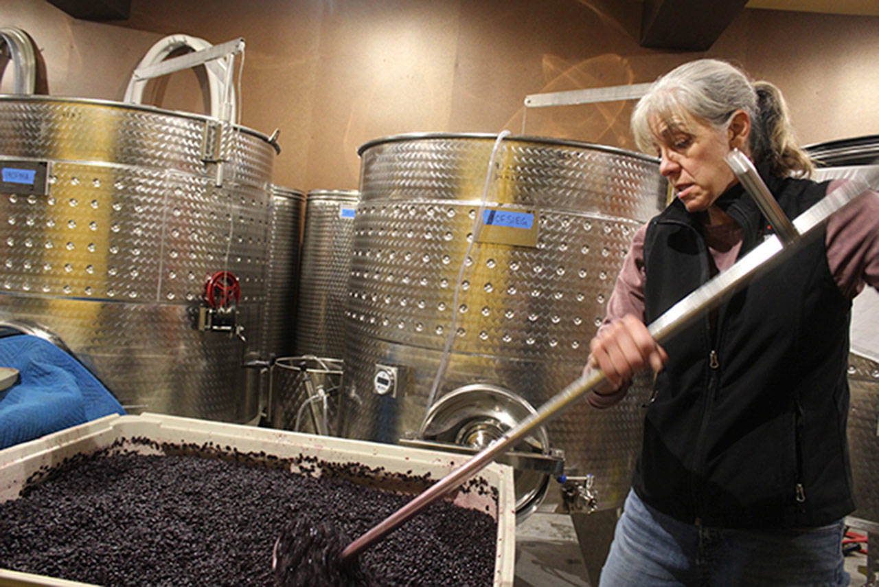 Rita Comfort punches down cabernet sauvignon grapes at Comforts of Whidbey Winery after the October 2019 harvest. Photo by Wendy Leigh / South Whidbey Record