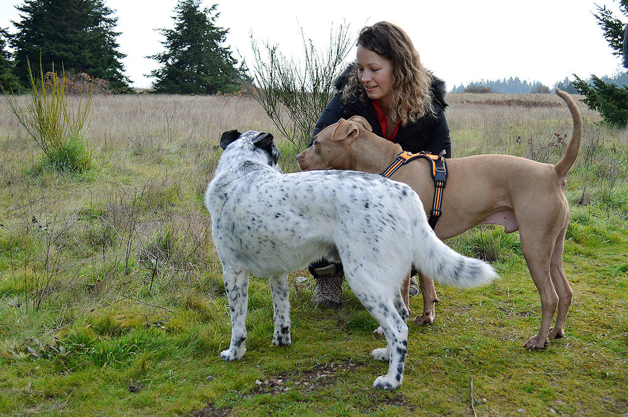 Beth Ilina and her pitbull mix, Apollo, are greeted by Paco at the off-leash area of Greenbank Farm. Photo by Laura Guido/Whidbey News-Times