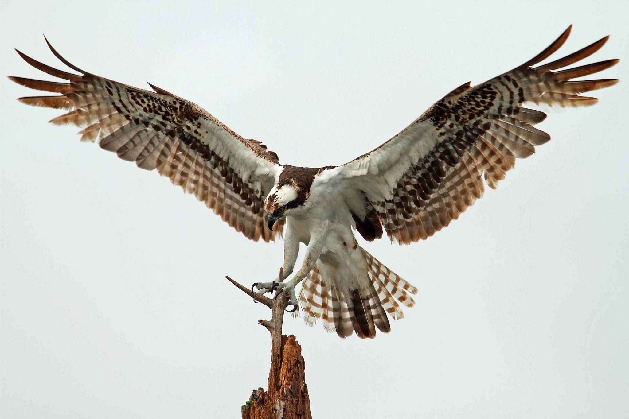 Photographer Paul Lischeid captured this image of an osprey on Whidbey Island.