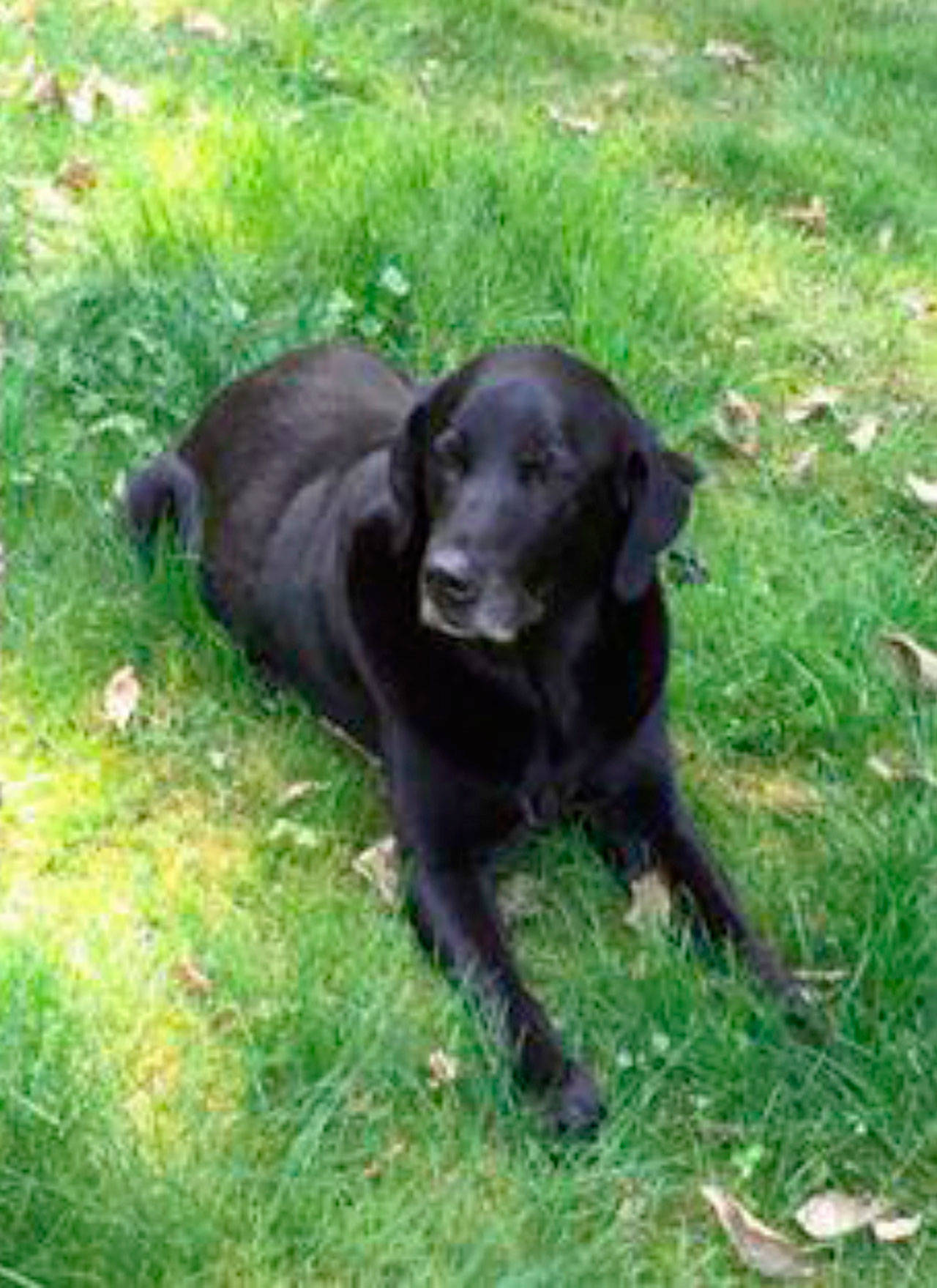 Pet detectives join search for missing service dog