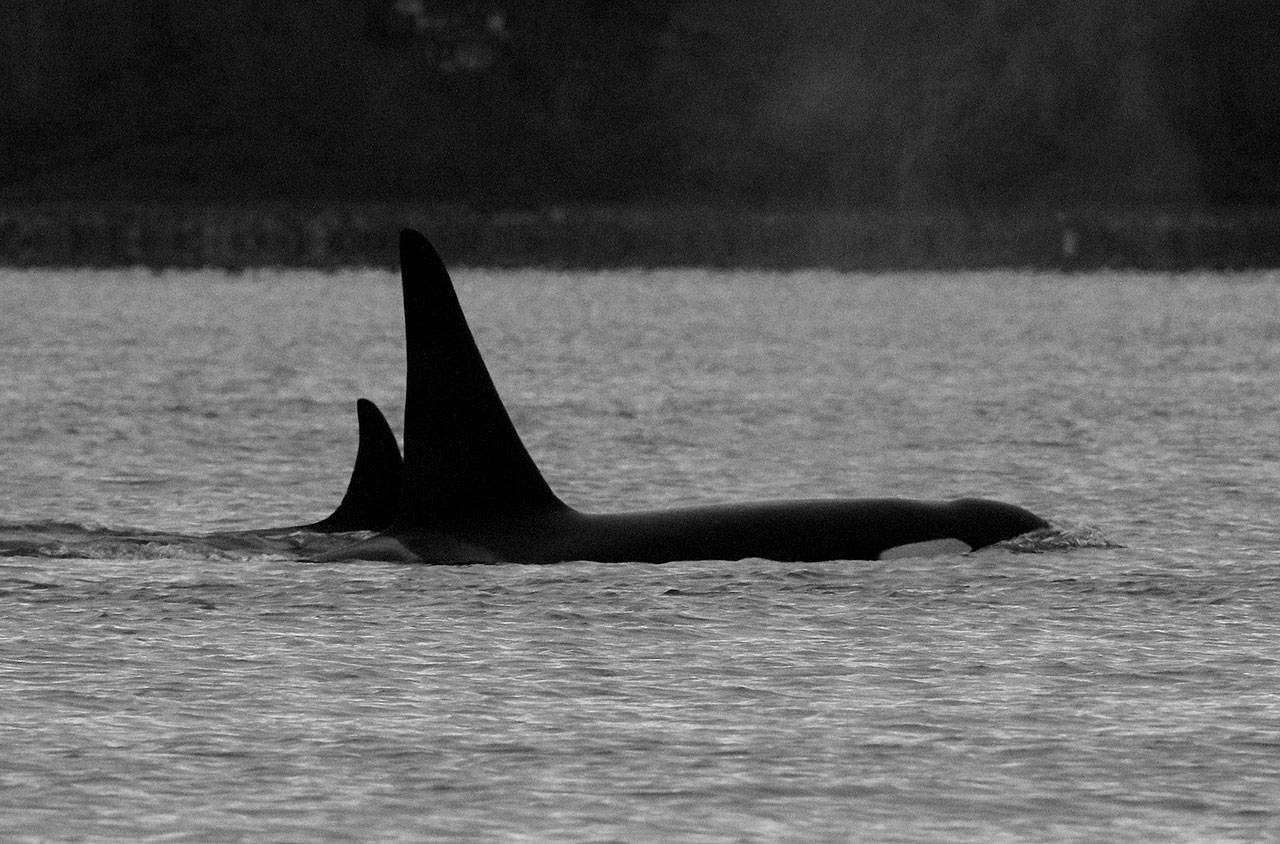 Photo courtesy of Debbie Stewart                                Orcas J26 and J42 on Dec. 25, near Glendale Beach. J26 is an adult male known as Mike, who spends some quality time traveling very closely with his younger sister J42 known as Echo.