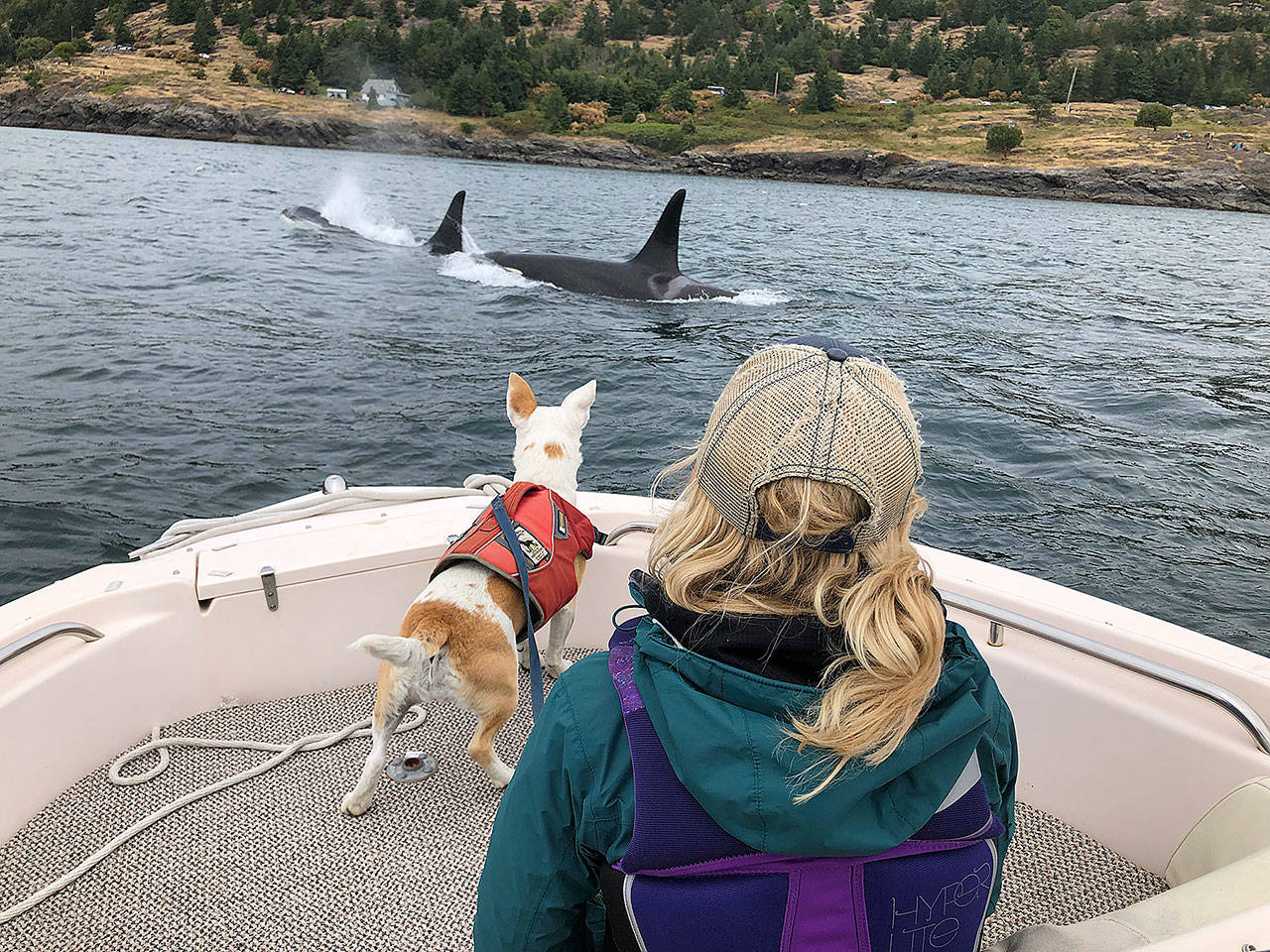 <em>Dog handler Julianne Ubigau and scat dog Eba observe orcas on a research trip. Eba will be in Coupeville for the annual Ways of the Whales workshop Saturday.</em> Photo provided. NMFS/MMPA Permit No. 22141