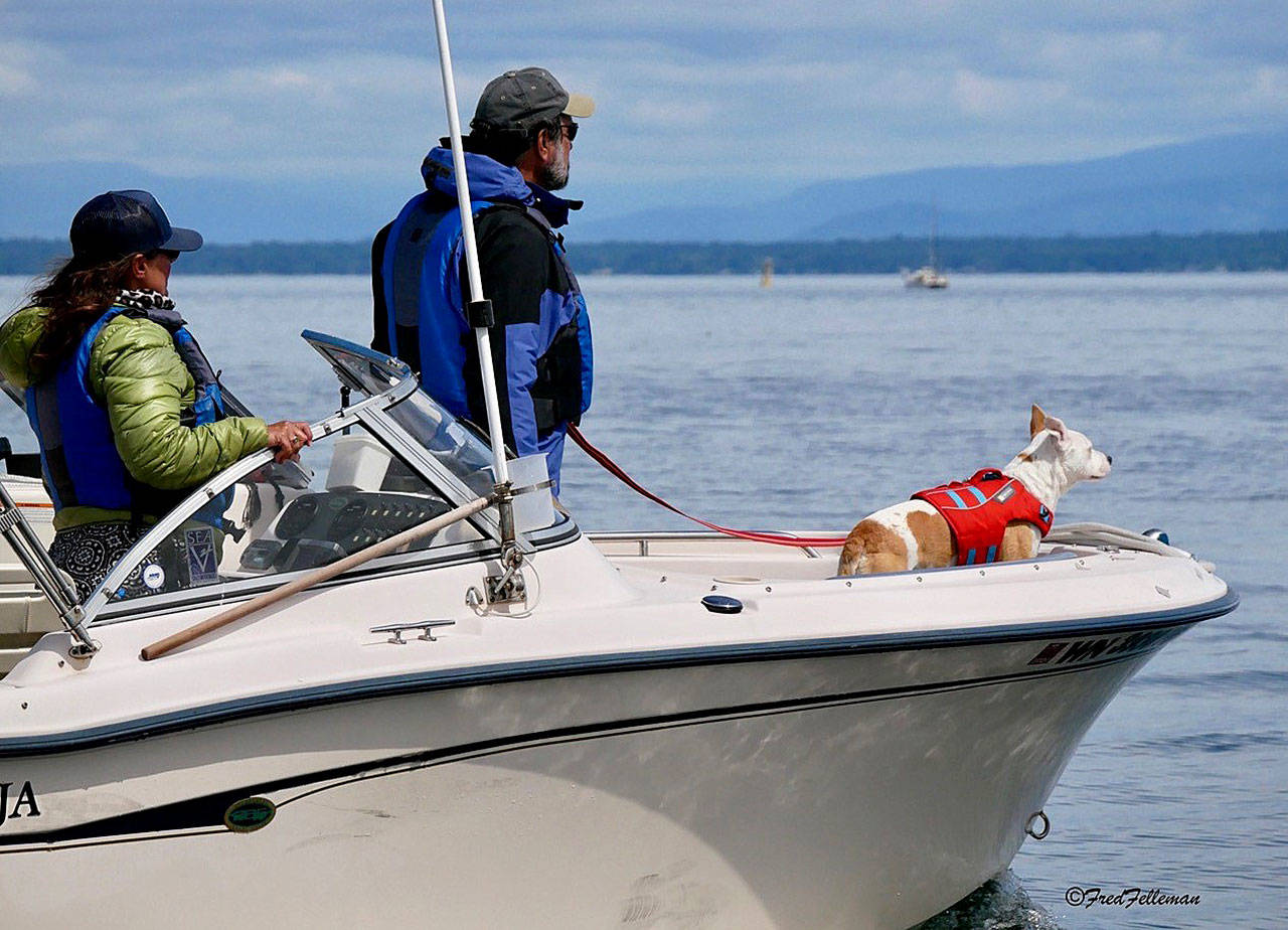 Project local lead Deborah Giles, principal investigator Sam Wasser and scat dog Eba search for orca poop. Giles and Eba will be at the annual Ways of the Whales workshop Saturday. Photo provided. NMFS/MMPA Permit No. 22141