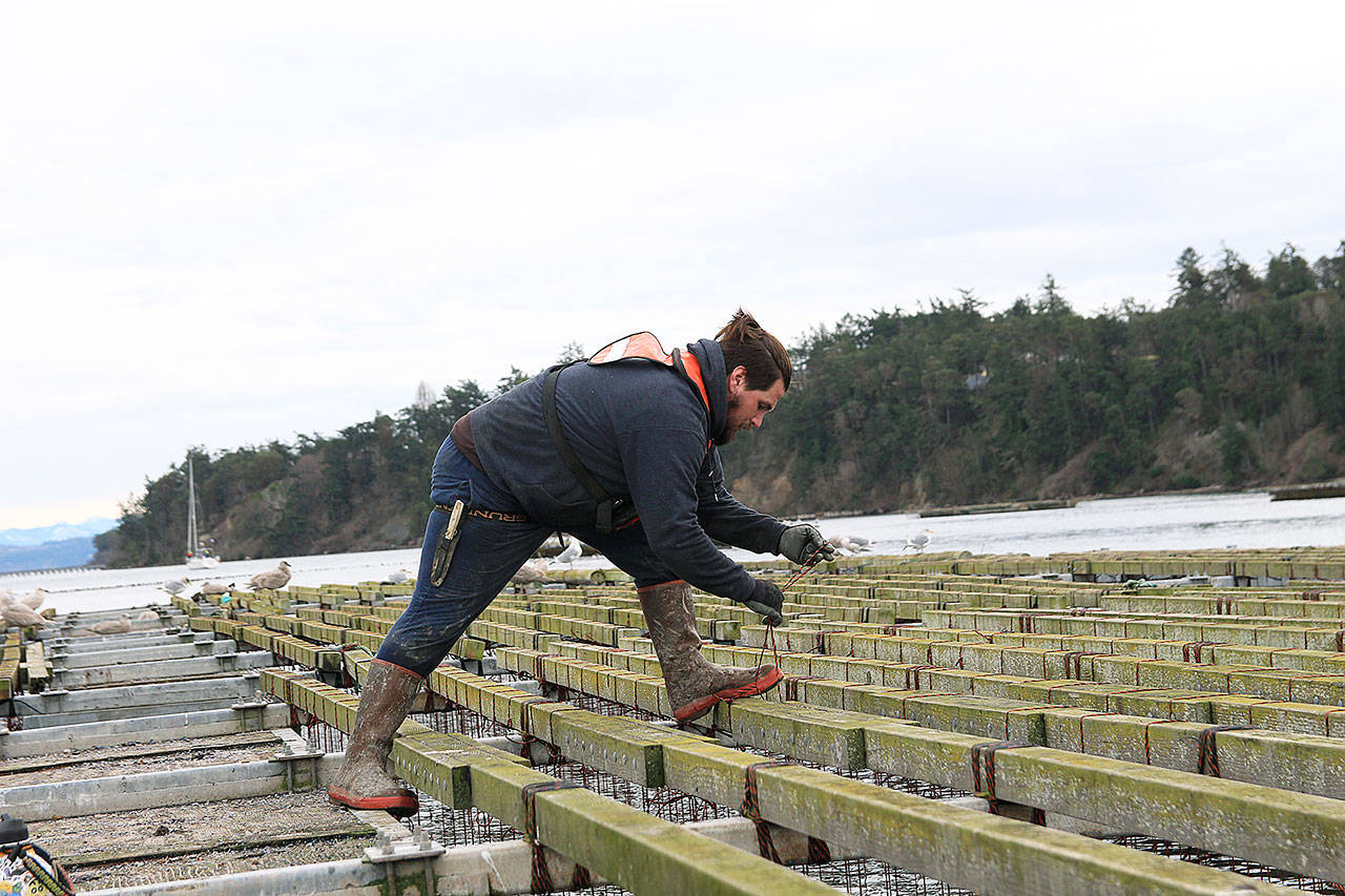Penn Cove Shellfish employee Zane Malloy secures lines on a mussel raft in Penn Cove. Photo by Laura Guido/Whidbey News-Times